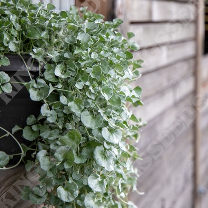 Picture of Dichondra - Silver Surfer